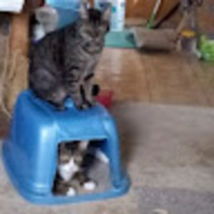 Meet your Posher, Baboo